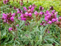 Prunella grandiflora &#39;Bella Rose&#39;