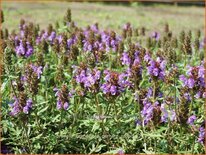 Prunella grandiflora &#39;Gerhard Rudolf&#39;