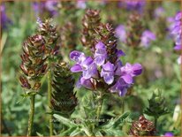 Prunella grandiflora &#39;Gerhard Rudolf&#39;