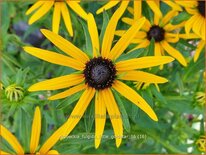 Rudbeckia fulgida &#39;Little Goldstar&#39;