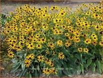 Rudbeckia fulgida &#39;Little Goldstar&#39;