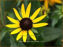 Rudbeckia fulgida &#39;Little Goldstar&#39;