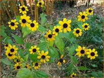 Rudbeckia triloba