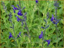 Salvia greggii &#39;Blue Note&#39;