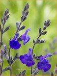 Salvia greggii &#39;Blue Note&#39;