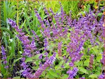 Salvia verticillata &#39;Hannay&#39;s Blue&#39;