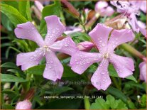 Saponaria lempergii &#39;Max Frei&#39;