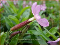 Saponaria lempergii &#39;Max Frei&#39;