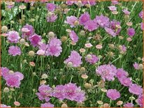 Scabiosa &#39;Vivid Violet&#39;