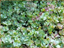 Sedum ewersii