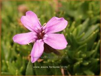 Silene acaulis &#39;Floribunda&#39;