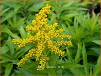 Solidago &#39;Spätgold&#39;