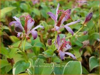 Tricyrtis formosana &#39;Gilt Edge&#39;