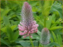 Trifolium rubens &#39;Peach Pink&#39;