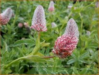 Trifolium rubens &#39;Peach Pink&#39;