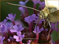 Verbena bonariensis