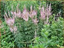 Veronicastrum virginicum &#39;Adoration&#39;