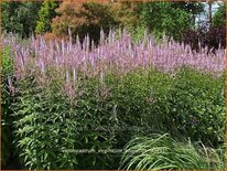 Veronicastrum virginicum &#39;Adoration&#39;