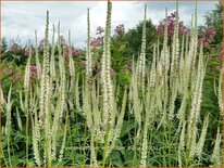 Veronicastrum virginicum &#39;Diana&#39;