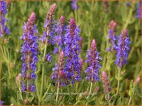 Salvia nemorosa &#39;Blauhügel&#39;