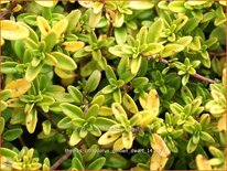 Thymus citriodorus &#39;Golden Dwarf&#39;