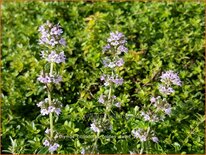 Thymus citriodorus &#39;Golden Dwarf&#39;