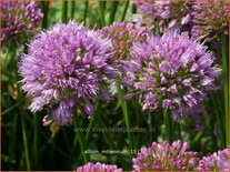 Allium &#39;Millenium&#39;