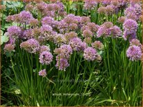 Allium &#39;Millenium&#39;