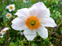 Anemone &#39;Ruffled Swan&#39;