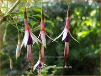 Fuchsia magellanica var. arauco