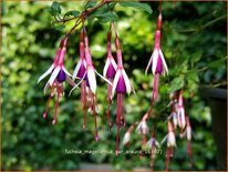 Fuchsia magellanica var. arauco