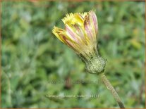 Hieracium pilosella &#39;Niveum&#39;