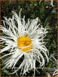 Leucanthemum &#39;Old Court Variety&#39;