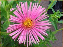 Aster novae-angliae &#39;Rudelsburg&#39;