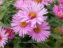 Aster novae-angliae &#39;Rudelsburg&#39;