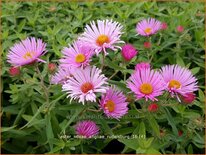 Aster novae-angliae &#39;Rudelsburg&#39;