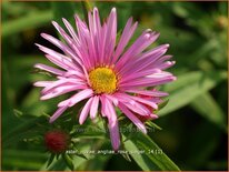 Aster novae-angliae &#39;Rosa Sieger&#39;