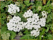 Achillea millefolium &#39;Schneetaler&#39;