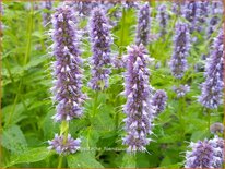 Agastache foeniculum