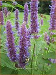 Agastache foeniculum