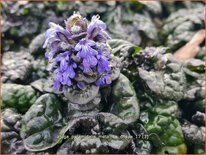 Ajuga pyramidalis &#39;Metallica Crispa&#39;