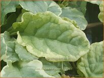 Ajuga reptans &#39;Variegata&#39;