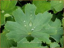 Alchemilla epipsila