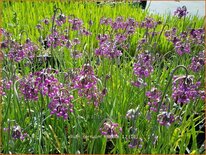 Allium cernuum &#39;Hidcote&#39;