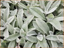 Anaphalis triplinervis &#39;Silver Wave&#39;