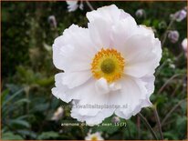 Anemone &#39;Dreaming Swan&#39;