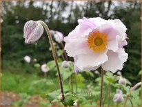 Anemone &#39;Dreaming Swan&#39;