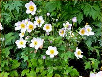 Anemone &#39;Elfin Swan&#39;