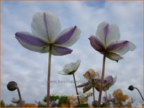 Anemone &#39;Elfin Swan&#39;