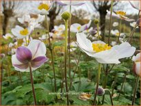 Anemone &#39;Elfin Swan&#39;